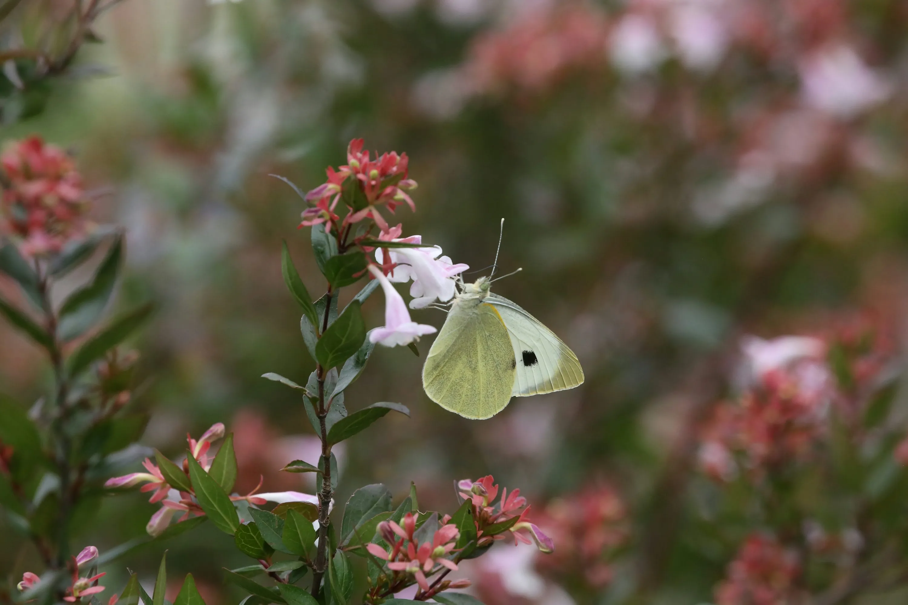 How to Travel to Bhutan from Moldova (2026): A Complete Guide to Visa, SDF, Flights, & Itineraries