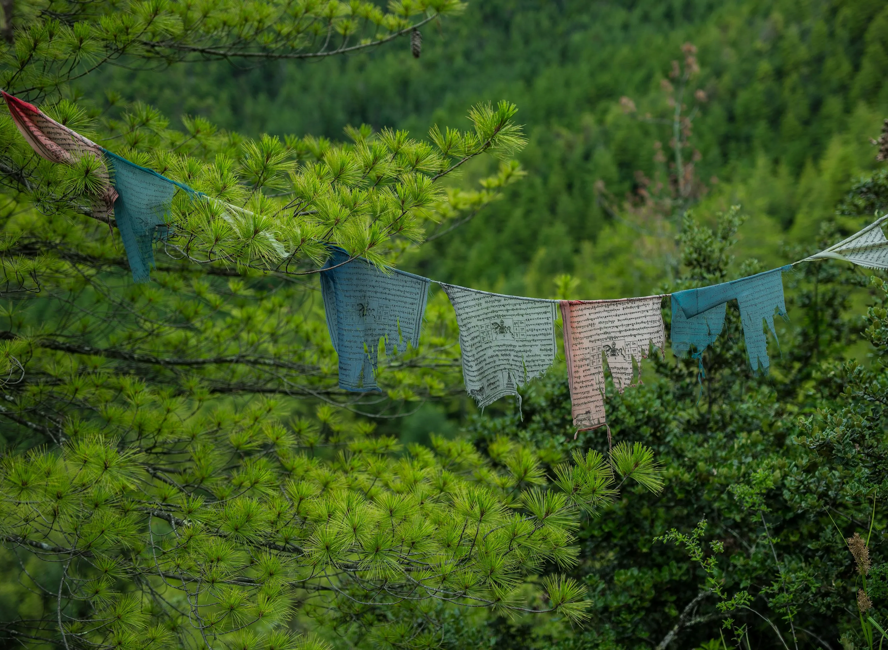 How to Travel to Bhutan from Estonia (2026): A Complete Guide to Visa, SDF, Flights, & Itineraries