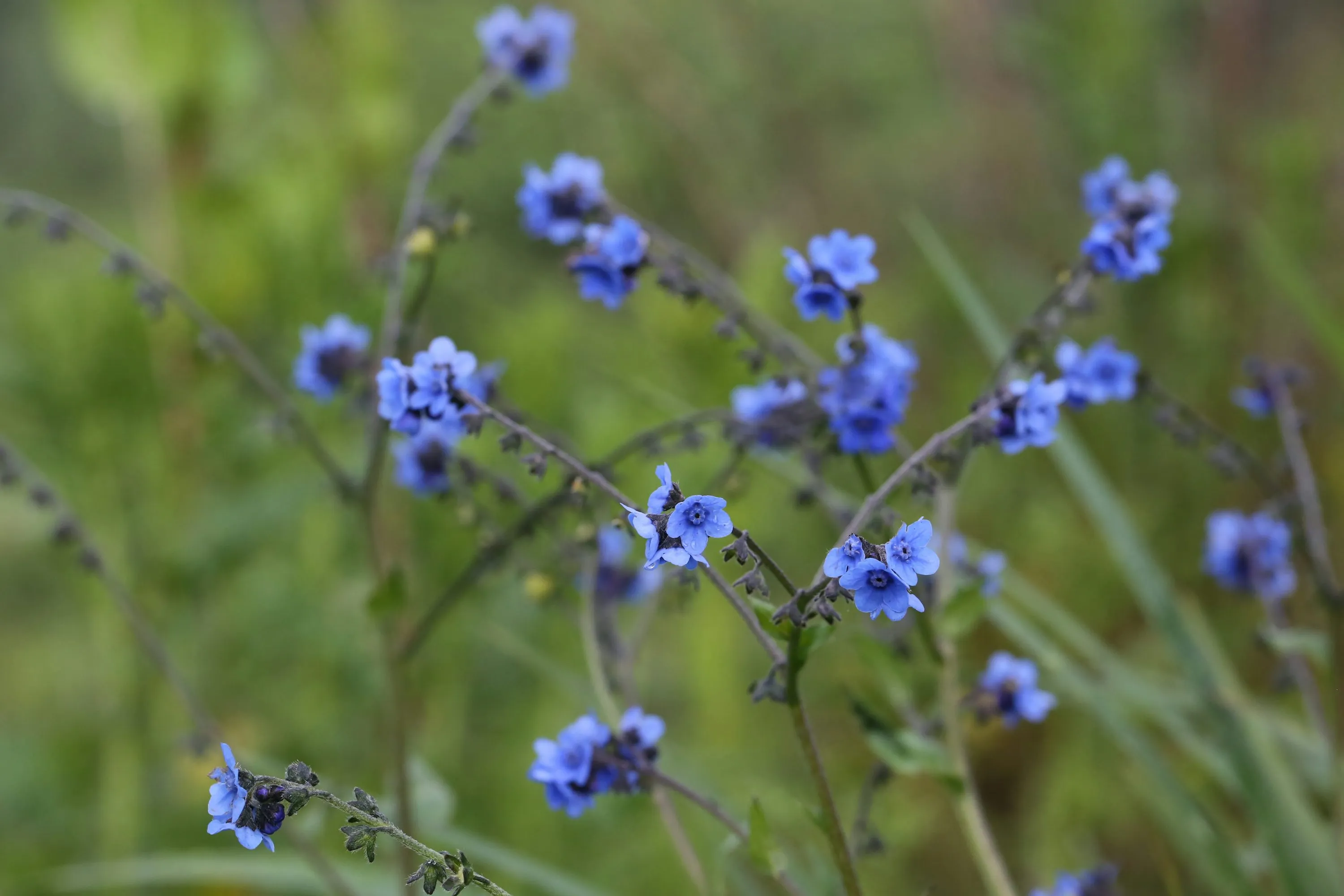 How to Travel to Bhutan from Mozambique (2026): A Complete Guide to Visa, SDF, Flights, & Itineraries