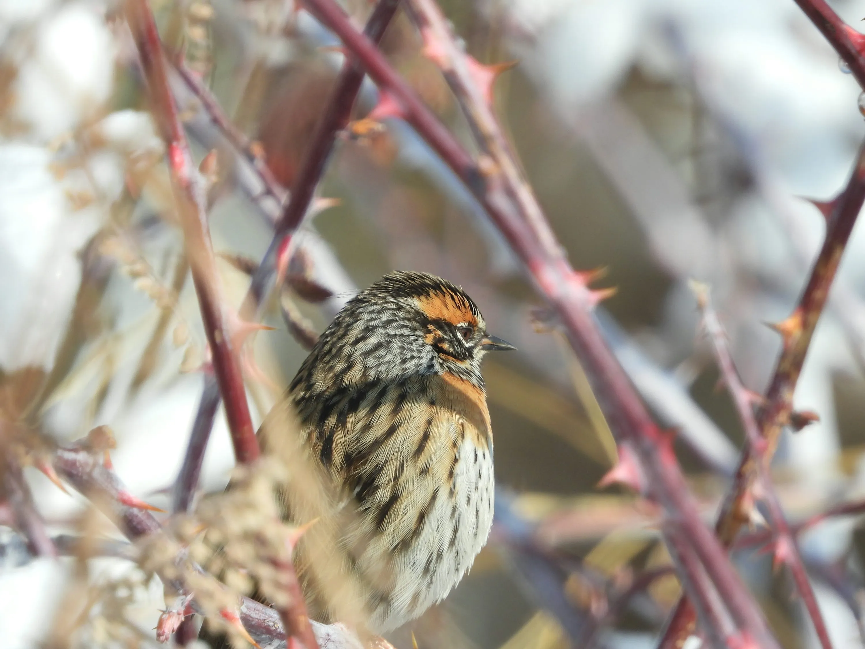 How to Travel to Bhutan from Albania (2026): A Complete Guide to Visa, SDF, Flights, & Itineraries