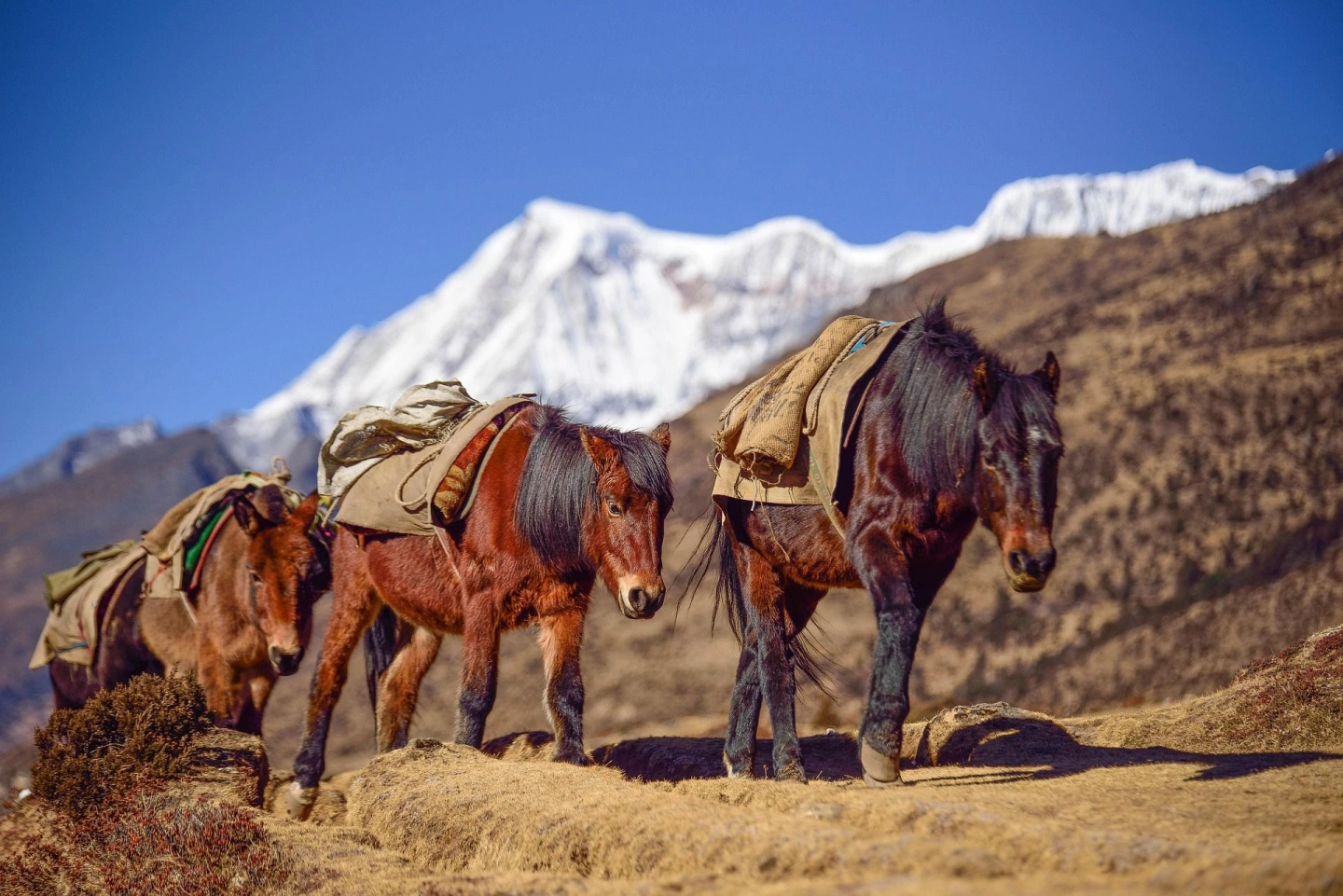 Bhutan Adventure & Trekking Tours | Luxury Himalayan Expeditions & Wilderness Journeys